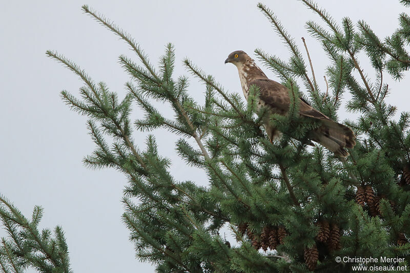 European Honey Buzzard