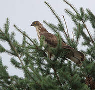 European Honey Buzzard