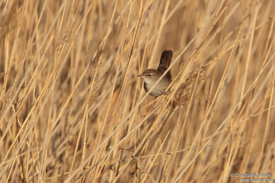 Cetti's Warbler