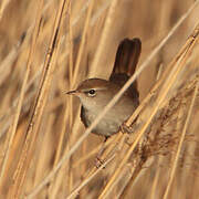 Cetti's Warbler