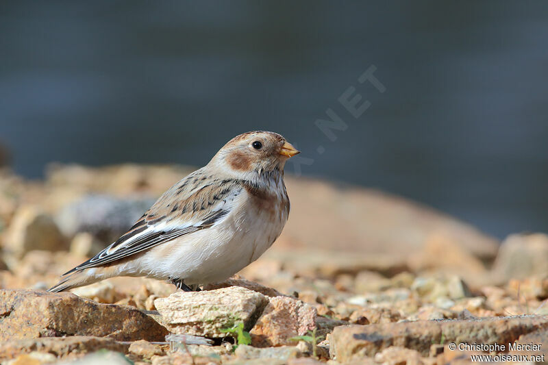 Snow Bunting