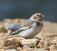 Snow Bunting