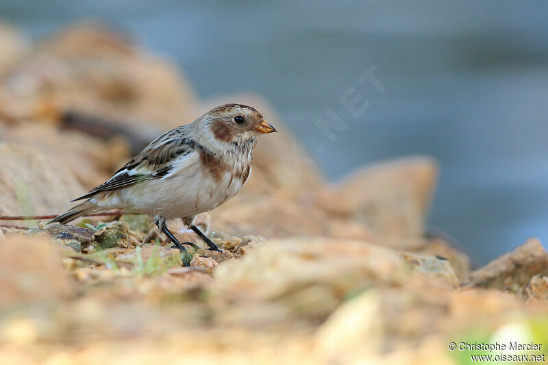 Snow Bunting