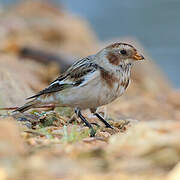 Snow Bunting