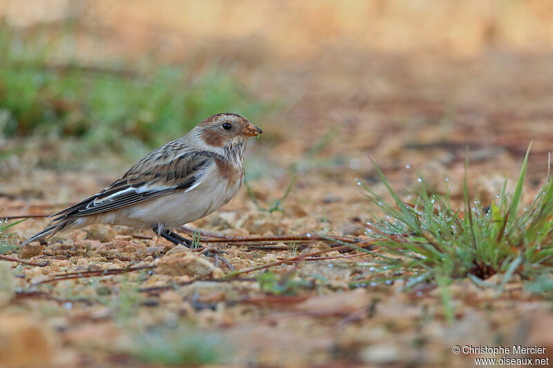 Snow Bunting