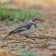 Snow Bunting