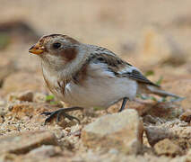 Snow Bunting