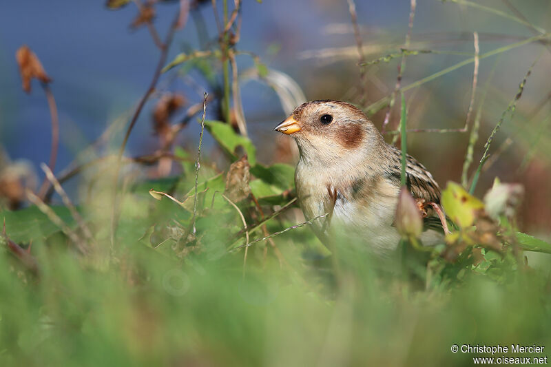 Snow Bunting