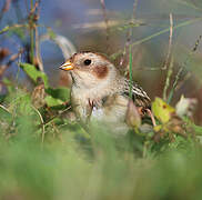 Snow Bunting