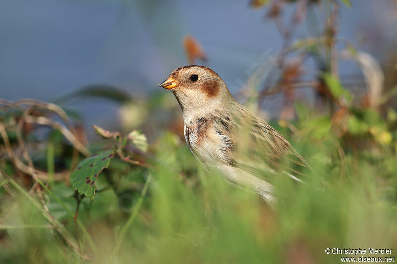 Snow Bunting