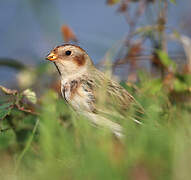 Snow Bunting