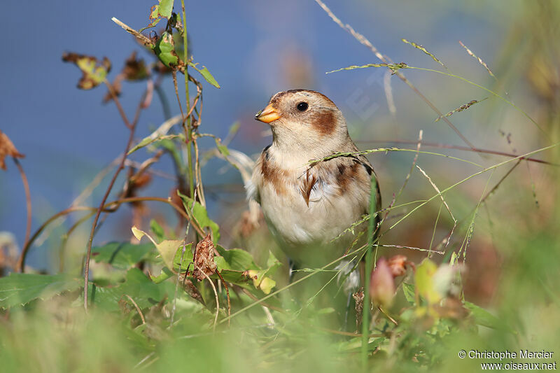 Snow Bunting