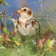 Snow Bunting