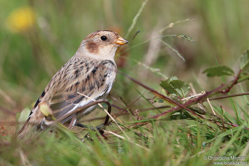 Snow Bunting