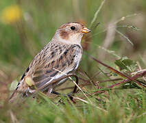 Snow Bunting