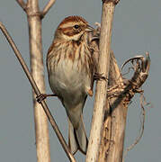 Common Reed Bunting