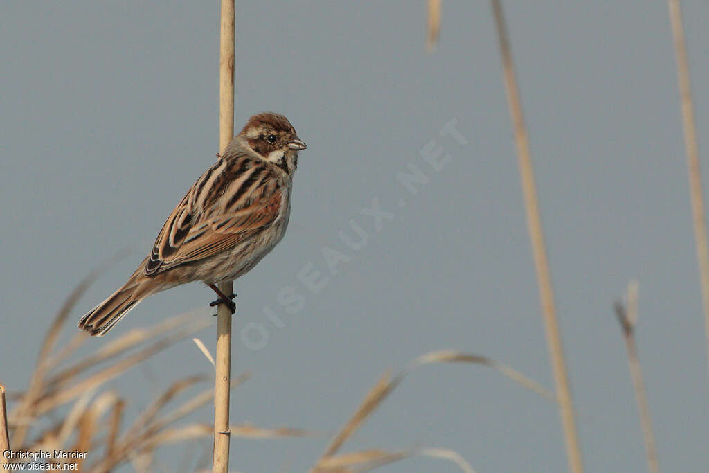 Common Reed Bunting female adult, identification