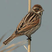 Common Reed Bunting