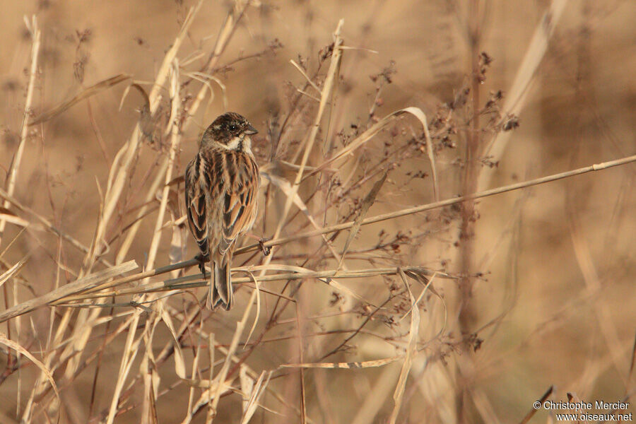 Common Reed Bunting