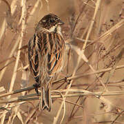 Common Reed Bunting