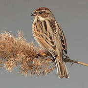 Common Reed Bunting