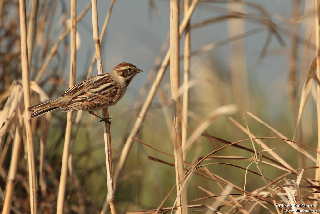 Common Reed Bunting