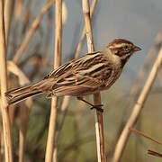 Common Reed Bunting