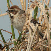 Common Reed Bunting