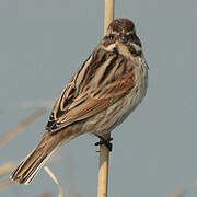 Common Reed Bunting