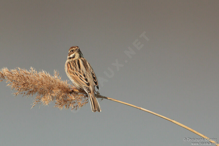 Common Reed Bunting