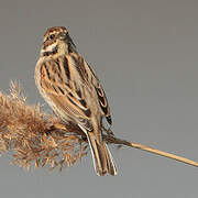 Common Reed Bunting