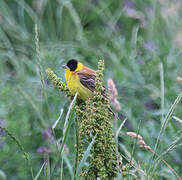 Black-headed Bunting