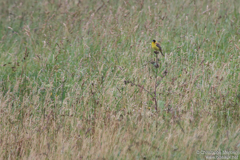 Black-headed Bunting