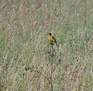 Black-headed Bunting