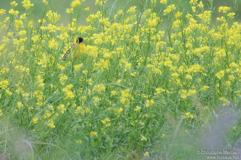 Black-headed Bunting