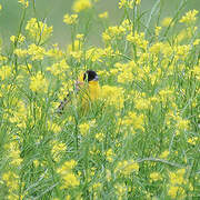 Black-headed Bunting