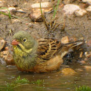 Ortolan Bunting