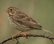 Corn Bunting