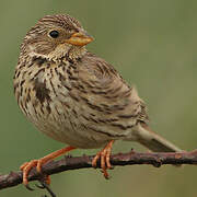 Corn Bunting