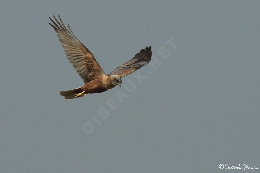 Western Marsh Harrier male