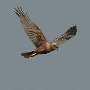 Western Marsh Harrier