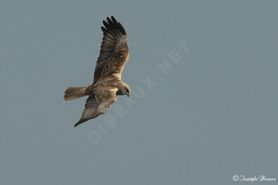 Western Marsh Harrier male