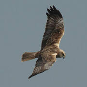 Western Marsh Harrier