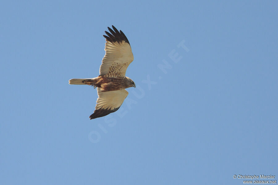 Western Marsh Harrier, identification