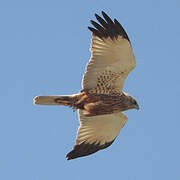 Western Marsh Harrier