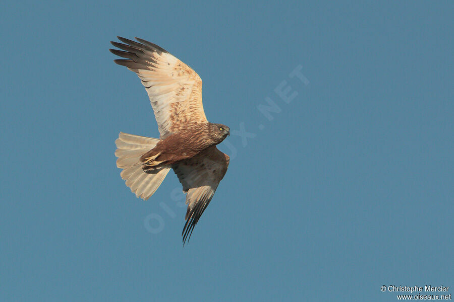 Western Marsh Harrier