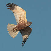 Western Marsh Harrier