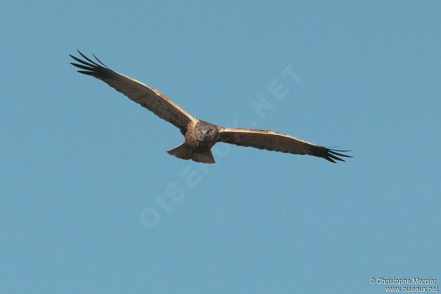 Western Marsh Harrier