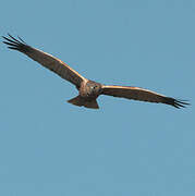 Western Marsh Harrier