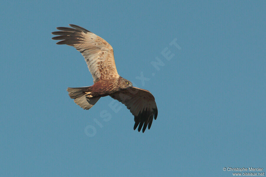 Western Marsh Harrier